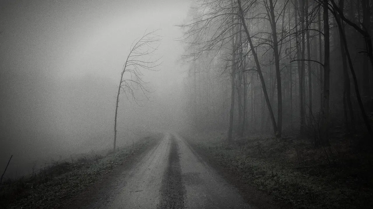 A straight road through bare trees in the fog