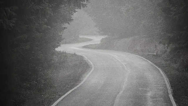 A road winding through trees in the fog